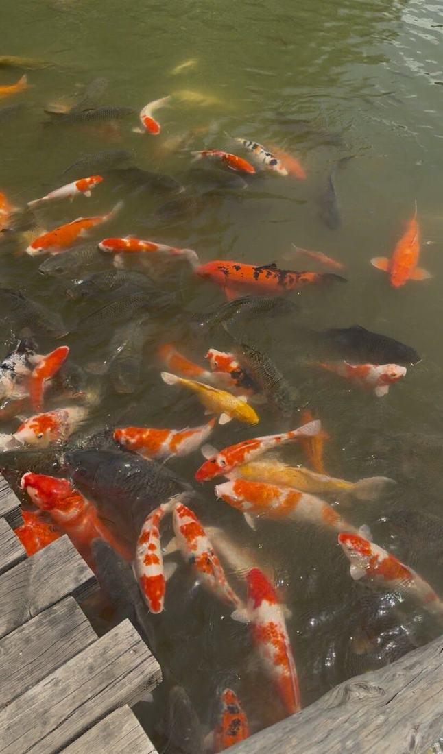 Koi carp in a pond in Yu Garden